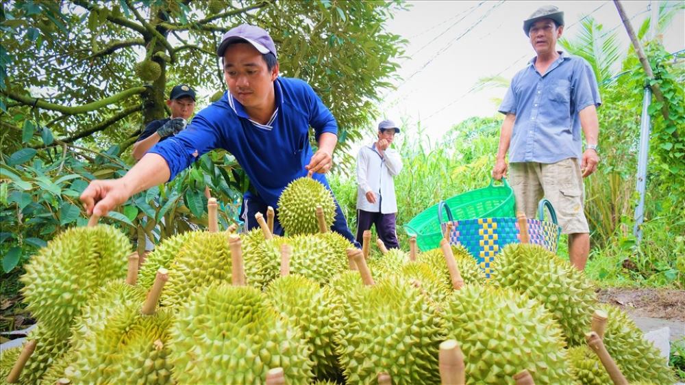 Nông dân tăng diện tích trồng khi sầu riêng trúng mùa, được giá