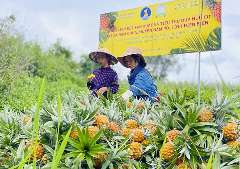 Sản phẩm từ cây dứa hiện đã được các đơn vị liên kết thu mua tận nơi khiến người dân yên tâm mở rộng diện tích.