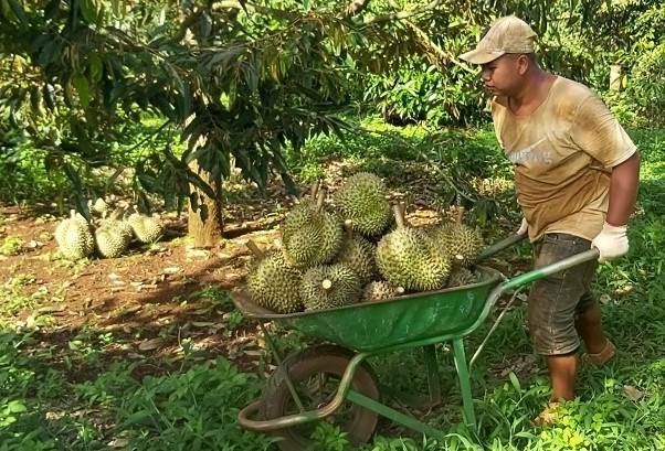 Đắk Lắk khuyến cáo không phát triển sầu riêng ồ ạt