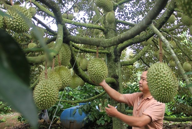 Xác minh vụ TikToker phát ngôn gây bão mạng liên quan đến sầu riêng Đắk Lắk