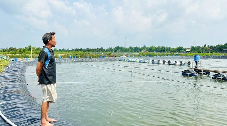 Giá tôm nguyên liệu tại Cà Mau chạm đáy, người nuôi kêu khó