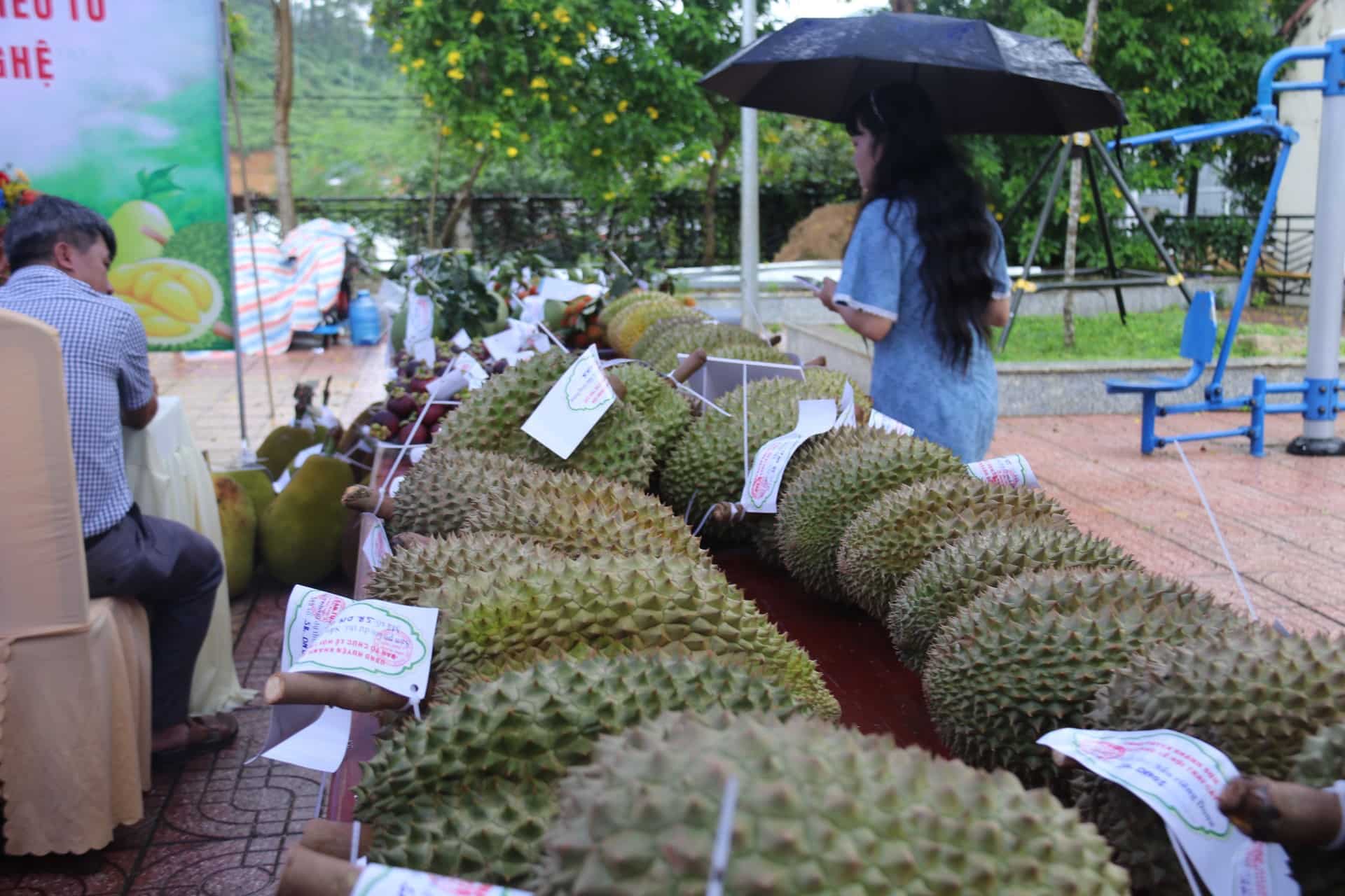 Những quả sầu riêng siêu to tham dự hội thi. Ảnh: Thanh Thúy